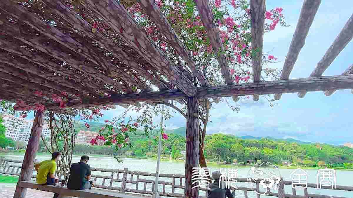 ブーゲンビリアが咲き誇る碧湖公園のベンチ